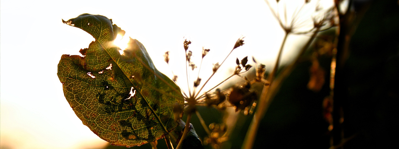 Domenico Costa Foto Ceramida Calabria